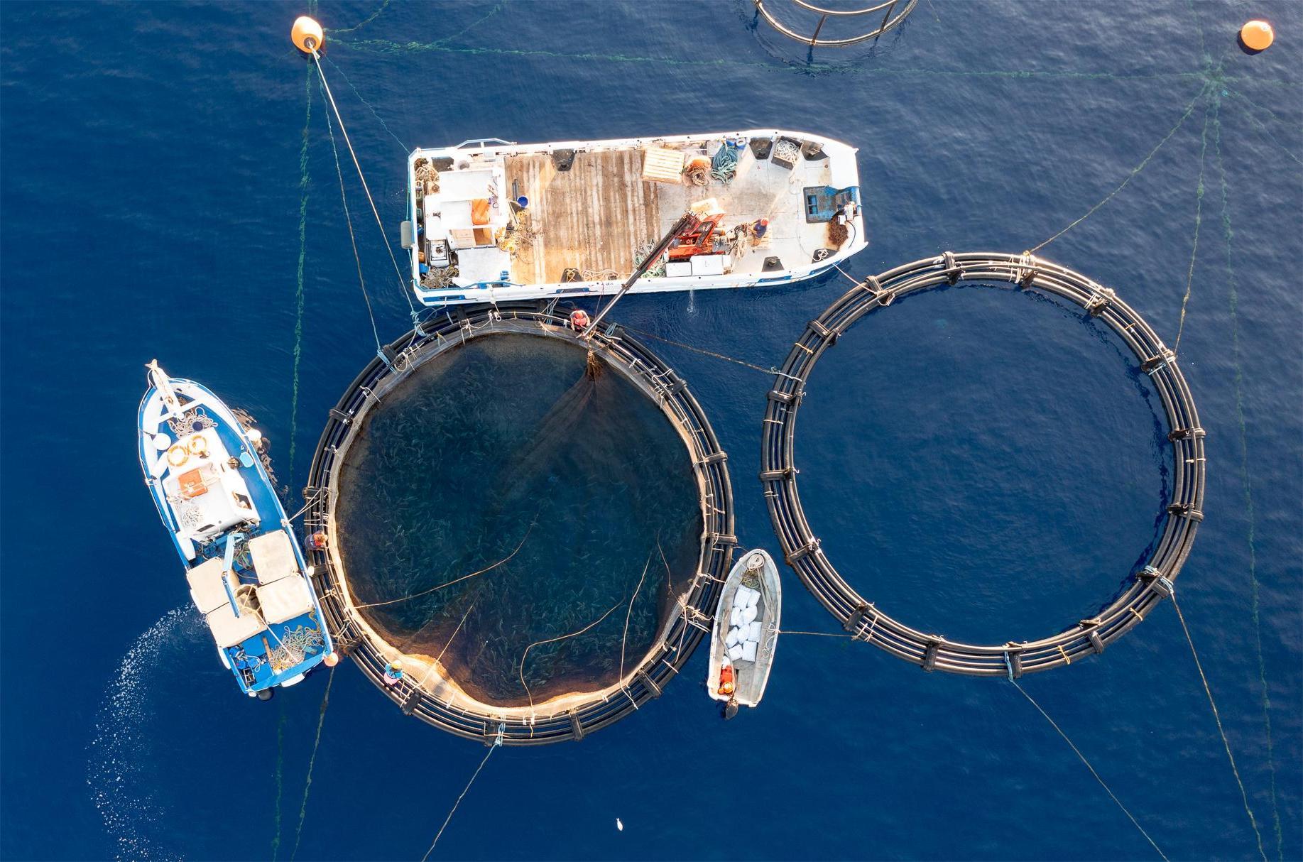 a:1:{s:2:"en";s:12:"Cage Farming";}