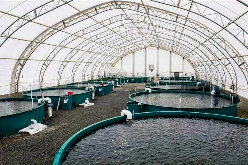 a:1:{s:2:"en";s:10:"Hatcheries";}